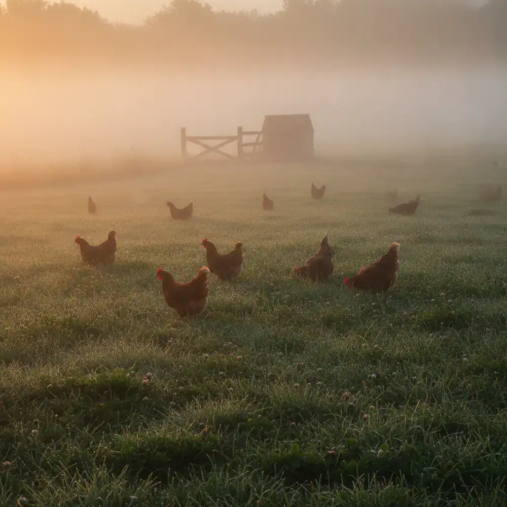 Nebbia mattutina sul pascolo delle galline